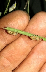 Pantomorus cervinus