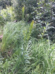 Solidago uliginosa peracuta
