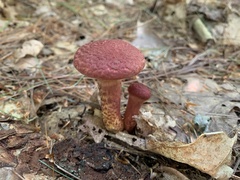 Suillus spraguei