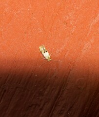 Bucculatrix coronatella