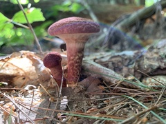 Suillus spraguei