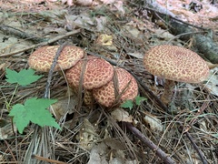 Suillus spraguei