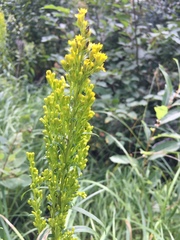 Solidago uliginosa peracuta
