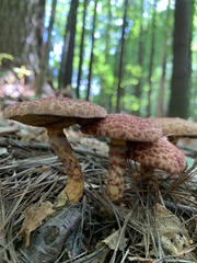 Suillus spraguei