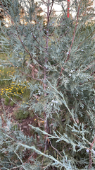 Juniperus scopulorum