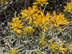 Ericameria nauseosa hololeuca