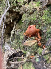 Calostoma cinnabarinum