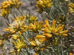 Ericameria nauseosa hololeuca
