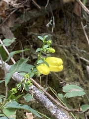 Aureolaria