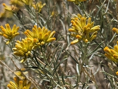 Ericameria nauseosa hololeuca