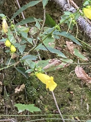 Aureolaria