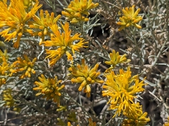 Ericameria nauseosa hololeuca