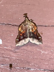 Clydonopteron sacculana