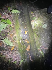 Bungarus multicinctus