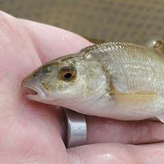 Campostoma anomalum