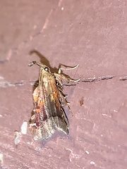 Clydonopteron sacculana