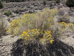 Ericameria nauseosa hololeuca