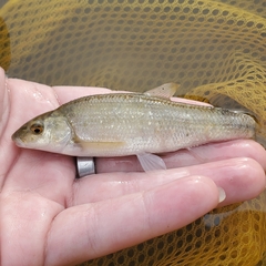 Campostoma anomalum