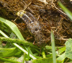 Ontholestes cingulatus