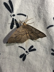 Lambdina fiscellaria