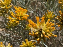 Ericameria nauseosa hololeuca