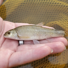 Campostoma anomalum