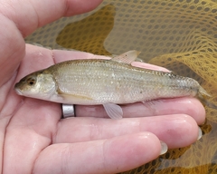 Campostoma anomalum