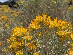 Ericameria nauseosa hololeuca
