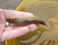 Campostoma anomalum