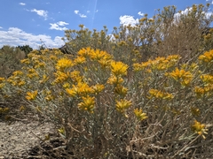 Ericameria nauseosa hololeuca