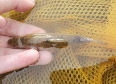 Campostoma anomalum