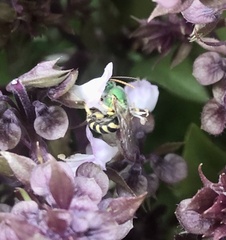 Agapostemon