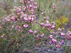Erica radicans