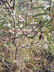 Hakea repullulans