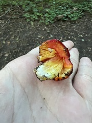 Hygrocybe punicea