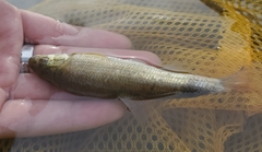 Campostoma anomalum