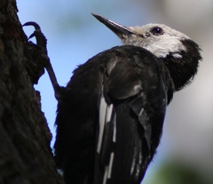 Dryobates albolarvatus