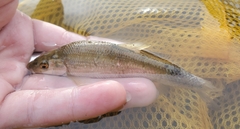 Campostoma anomalum