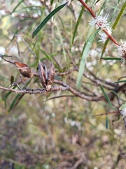 Hakea repullulans