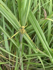 Tropidacris cristata