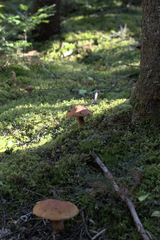 Boletus subluridellus