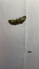 Pasiphila rectangulata