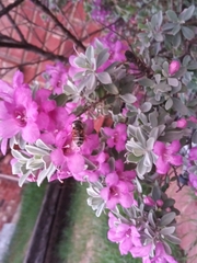 Eristalis stipator