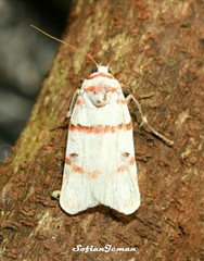 Cyana perornata