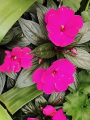 Impatiens hawkeri