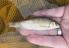 Campostoma anomalum