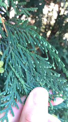 Chamaecyparis lawsoniana