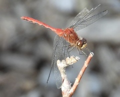 Sympetrum obtrusum