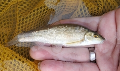 Campostoma anomalum