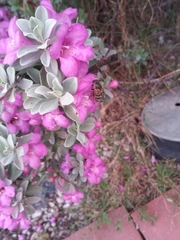Eristalis stipator